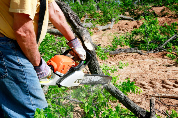 Best Large Tree Removal  in Bartow, FL